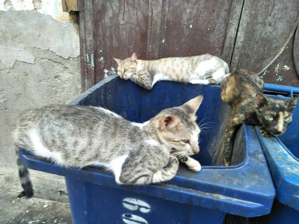 Çöpe atılan kediler