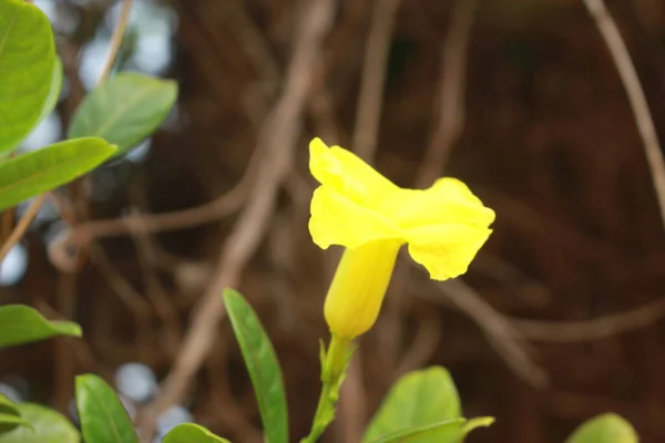 Bahçedeki sarı çiçek