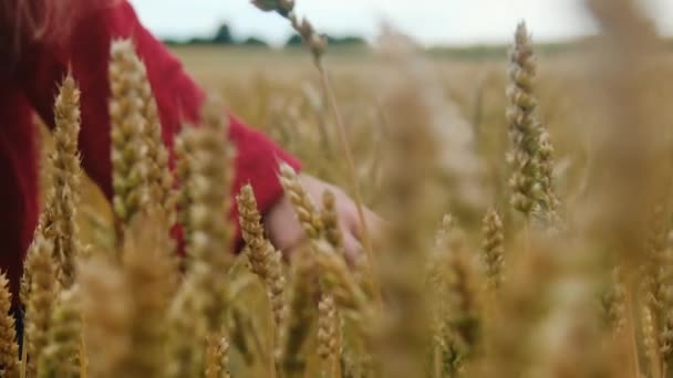 Gros plan de la main d'une femme traversant un champ de blé biologique. Mouvement lent. — Video