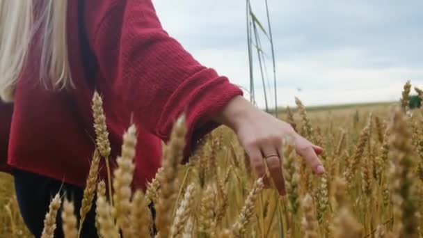 Närbild av kvinnans hand som löper genom ekologiskt vetefält. Långsamma rörelser. — Stockvideo