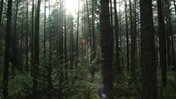 Το φως του ήλιου μέσα από τα δέντρα στο δάσος, πυροβολήθηκε σε κίνηση — Αρχείο Βίντεο