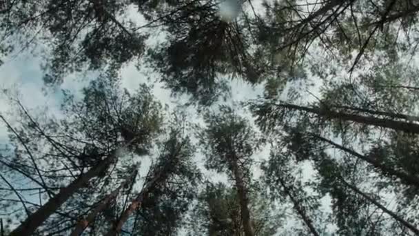 Forêt arbres basse angle déplacement dolly POV shot