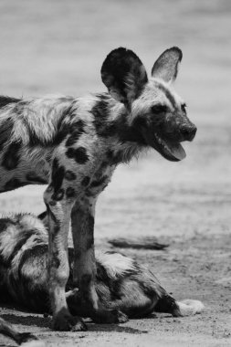 Ayakta duran vahşi bir köpeğin siyah ve beyaz fotoğrafı. Fotoğraf Güney Luangwa, Zambiya 'da çekildi..