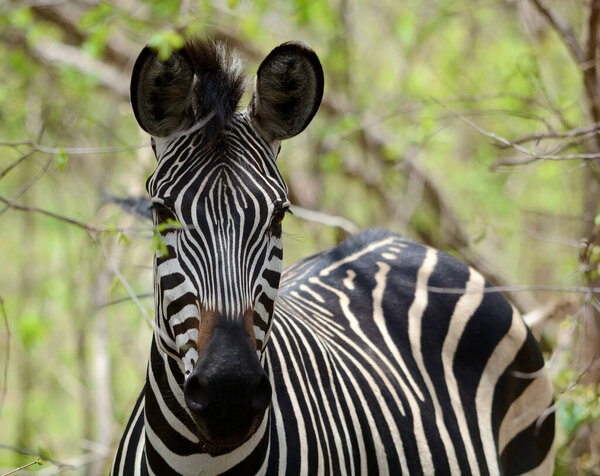 Zebra with a green background, hiding in the bush. Photo taken in South Luangwa, Zambia.