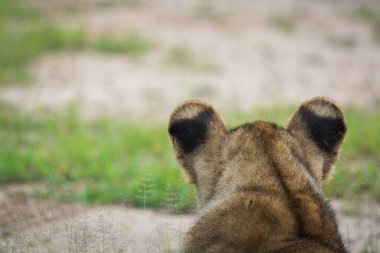 Aslanların kafasının arkası güzel kulaklarıyla hava atıyor. Güney Luangwa, Zambiya 'da çekildi.