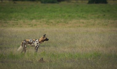 Vahşi bir köpeğin açık bir ovadaki fotoğrafı. Uzağa bakıyor. Güney Luangwa, Zambiya 'da çekildi.