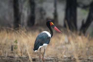 Afrika çalılıklarına doğru yürüyen Eyer Faturalı Sapık. Fotoğraf Güney Luangwa, Zambiya 'da çekildi..