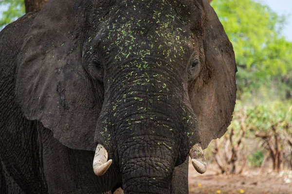 Close up of elephant face with leaves on it. Photo taken in South Luangwa, Zambia.