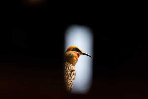 Bienenfresser Sitzen Auf Einem Ast Durch Ein Loch Foto Aufgenommen — Stockfoto