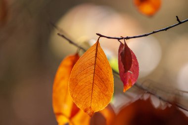 Sonbaharda kuş kiraz yaprağı