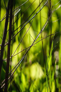 Bahar ormanında yeşil ışık