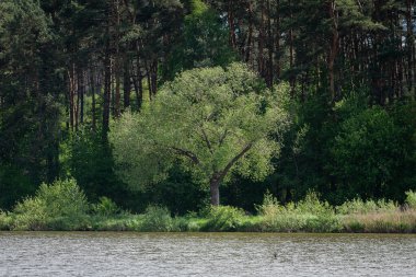 Suyun kenarında yuvarlak bir taç olan ağaç.