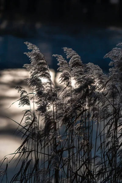 Тростник Зимнем Озере — стоковое фото