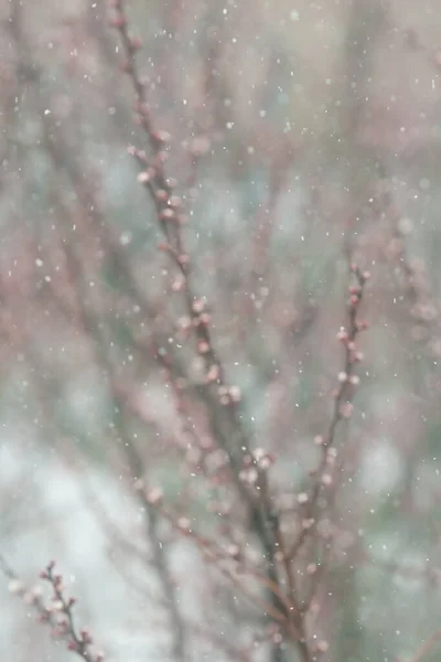 Damasco Flor Sob Neve Escuro — Fotografia de Stock