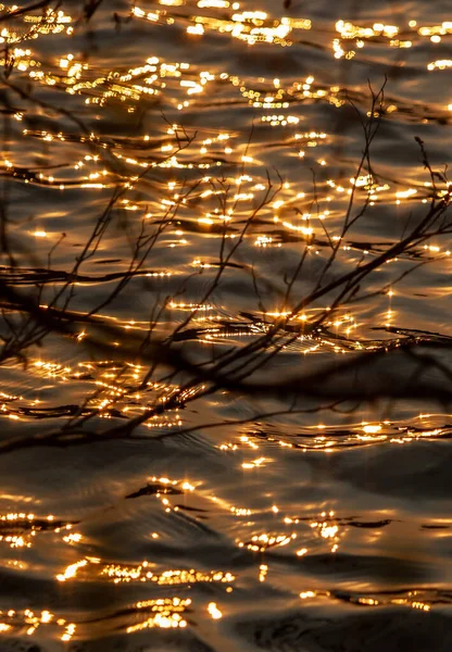 호숫가의 황금빛 — 스톡 사진