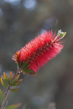 Mavi-gri arka planı olan callistemon çiçeği, makro