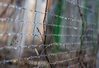 Yağmurdan sonra tel örgüler
