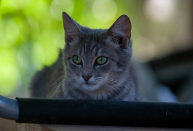 Yeşil arka planı olan gri tekir kedi.