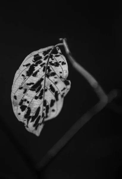 Karanlık Bir Arkaplanda Sızdıran Yaprak — Stok fotoğraf