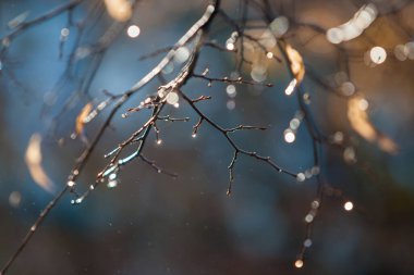 Yağmurdan sonra ıhlamur dalları