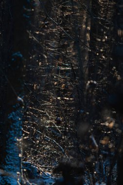 Kış ormanında donmuş dallar