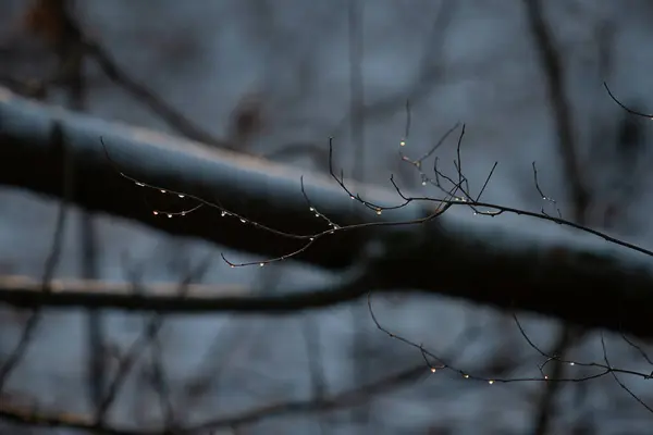 Natte Takken Het Winterbos — Stockfoto