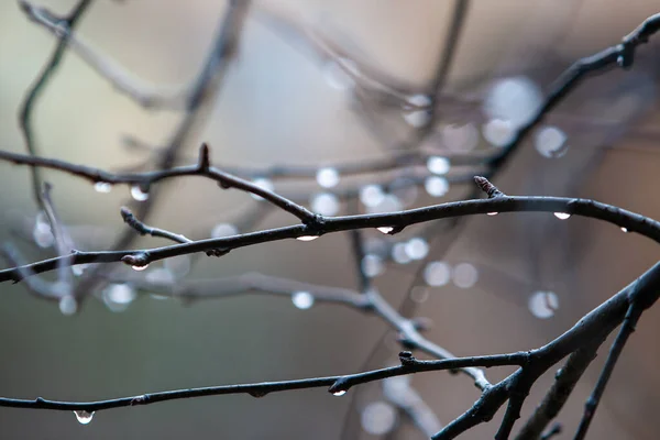 Appelboom Takken Regen — Stockfoto