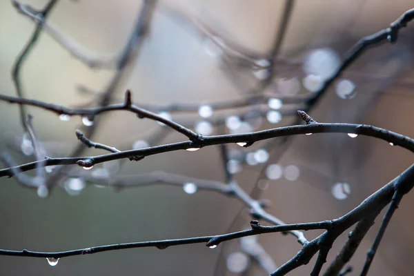 Appelboom Takken Regen Stockfoto