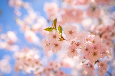 Bahar zaman içinde mavi gökyüzü Sakura kiraz çiçeği