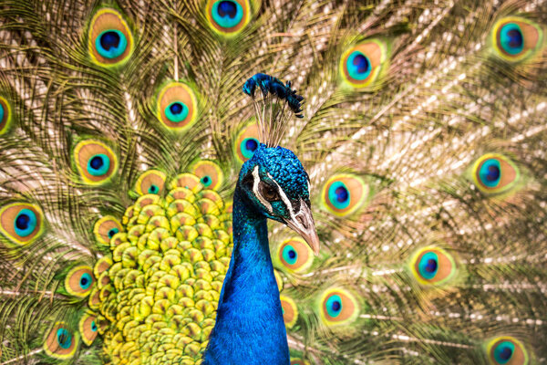 Colorful head of peacock with bright feathers in the background