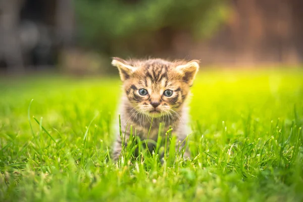 Cute Kitten in the garden in the grass — Stock Photo, Image