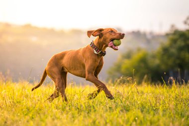 Macar kısa-kıl köpek işaret içinde ağız tenis topu ile çalışan.