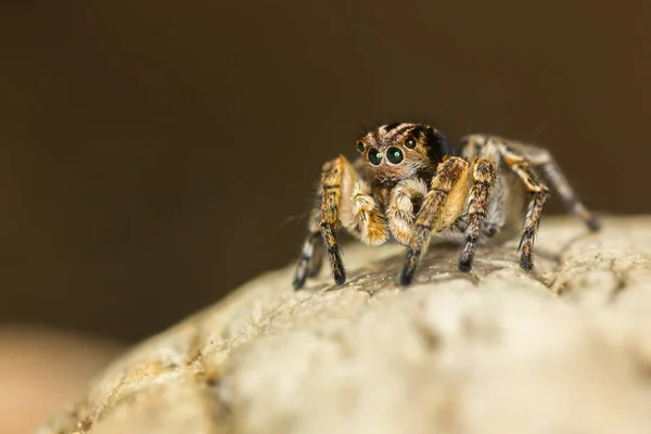 Primer plano de macro. Hyllus semicupreus Saltando Araña sobre una roca . —  Fotos de Stock