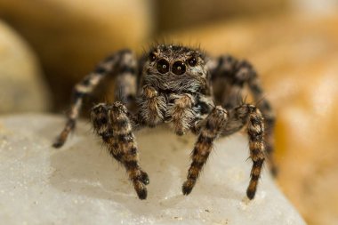 Makro portre. Hyllus semicupreus bir kayanın üzerinde atlama örümcek.