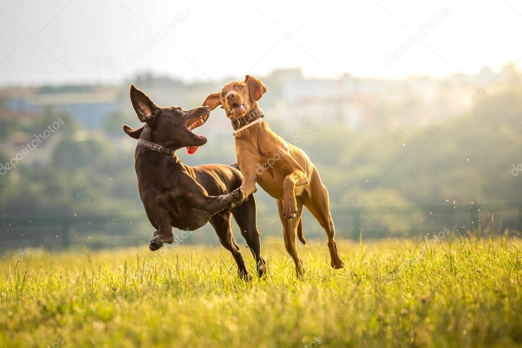 Two young funny cute dogs - Hungarian Short-haired Pointing Dog