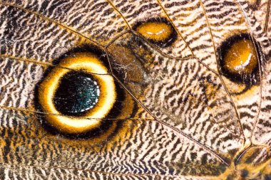 Kahverengi kelebek kanat doku arka plan deseni makro yakın çekim.