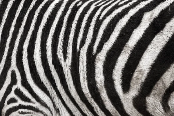 Photo of the Zebra Skin Fur Texture Background — Stock Photo, Image