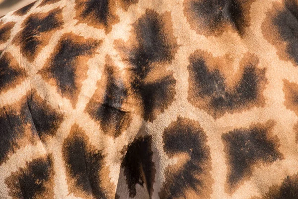 Pele de couro genuíno de girafa com manchas castanhas claras e escuras . — Fotografia de Stock