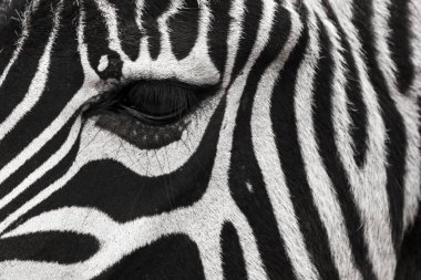 Yakından gözü olan bir zebra surat. Güzel bir arka plan yapar.