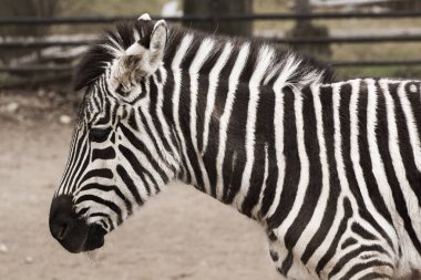 zebra baş ve omuzlar ile yumuşak arka taraftan