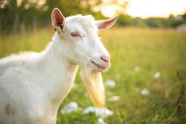 Sakallı genç beyaz keçi. Yeşil çimlerde yaşayan bir çiftlik hayvanı..
