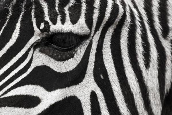 Ein Zebragesicht mit Auge aus nächster Nähe. macht einen schönen Hintergrund. — Stockfoto