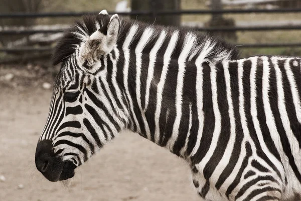 A zebra head and shoulders from the side with soft background — Stock Photo, Image