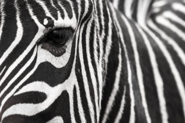 Yakından gözü olan bir zebra surat. Güzel bir arka plan yapar.