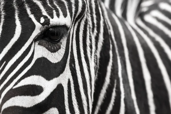 Ein Zebragesicht mit Auge aus nächster Nähe. macht einen schönen Hintergrund. — Stockfoto