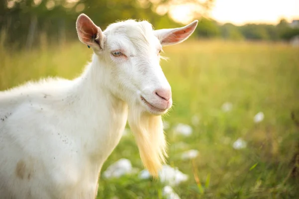 Joven cabra blanca con barba. Animales de granja sobre un fondo de hierba verde . —  Fotos de Stock