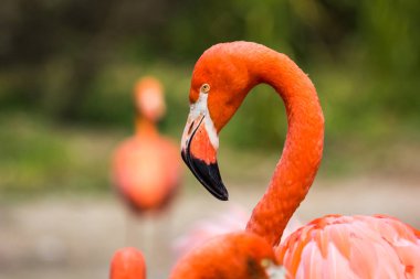 Flamingolar veya flamingolar Phoenicopteridae familyasından bir kuş türü.