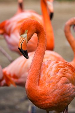 Flamingolar veya flamingolar Phoenicopteridae familyasından bir kuş türü.