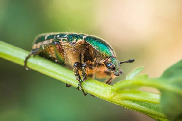 Cetonia aurata, llamada rosal o rosal verde. Un escarabajo sobre un tallo verde . — Foto de Stock