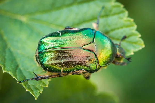 Cetonia aurata, llamada rosal o rosal verde. Un escarabajo sobre una hoja verde . — Foto de Stock
